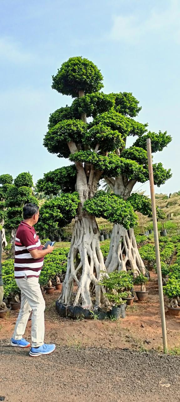 Topiary plants by Total Green Solutions — photo 1